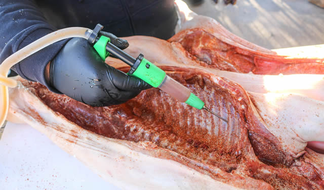injecting a suckling pig